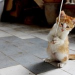 【癒し画像】可愛いだけじゃない、クスッと笑える動物たち１１連発